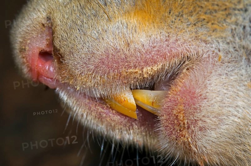 Squirrel, Squirrel cat, Rodents, Mammals, Animals, Eurasian red eurasian red squirrel (Sciurus vulgaris), close up of nose and incisors