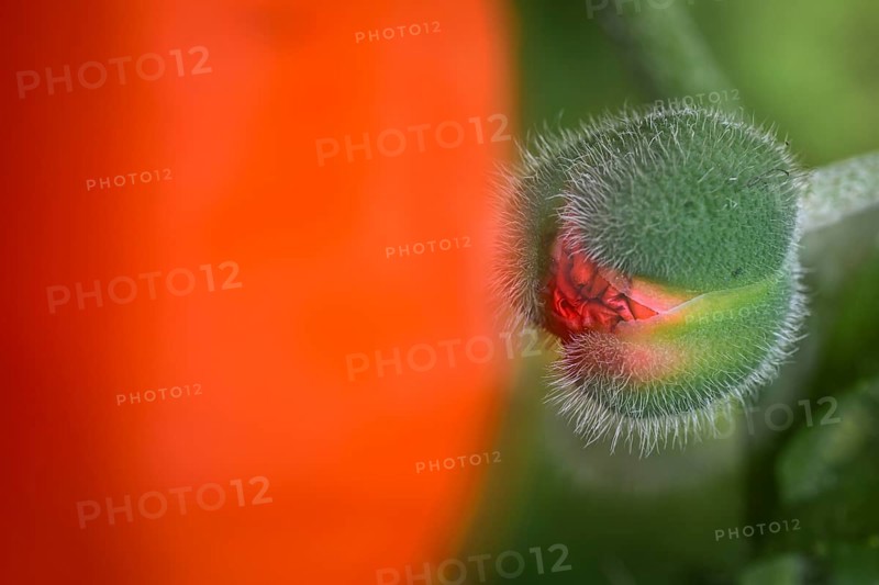 Oriental poppy (Papaver orientale), only slightly opened poppy capsule, double exposure, Baden-Württemberg, Germany, Europe