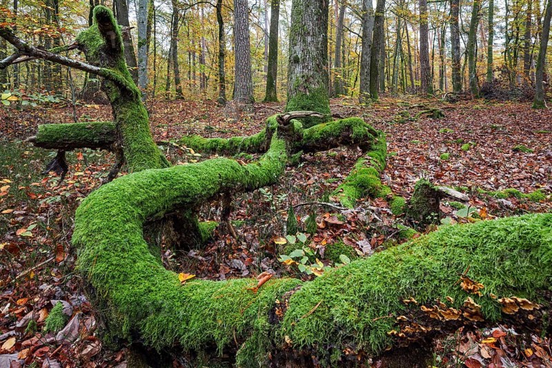 Moss-covered tree trunk in autumn forest, Brechenberg near Eppenbrunn, Palatinate Forest, Rhineland-Palatinate, Germany, Europe