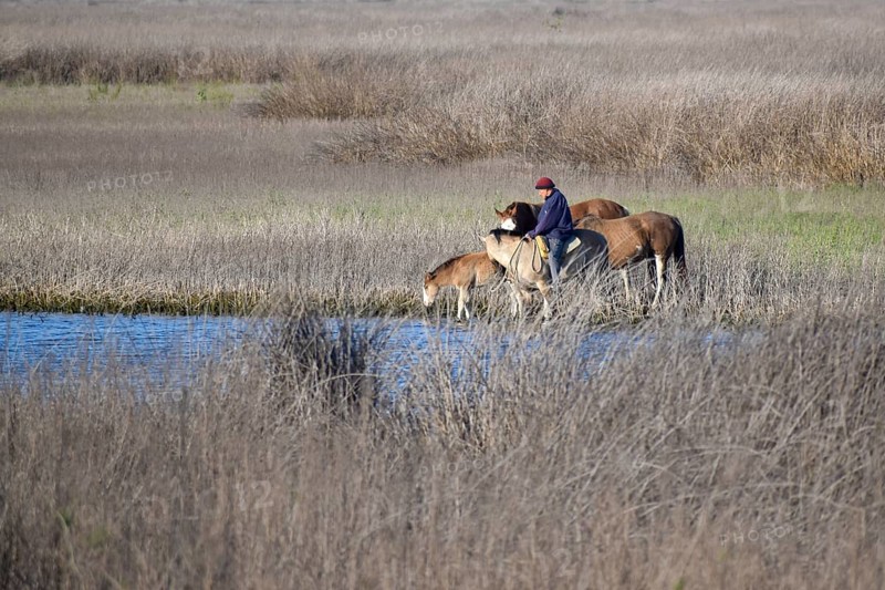 An Argentine gaucho leads his horses to the river to water them, Navarro, Buenos Aires province, Argentina, South America