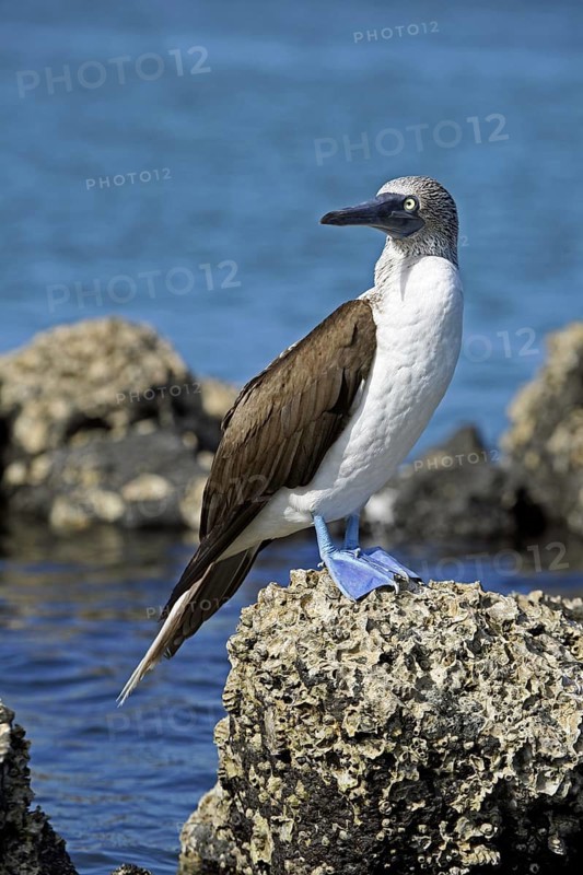 Blue-footed Booby (Sula nebouxii excisa) perched on rock along the coast at Santa Cruz Island, Galápagos Islands