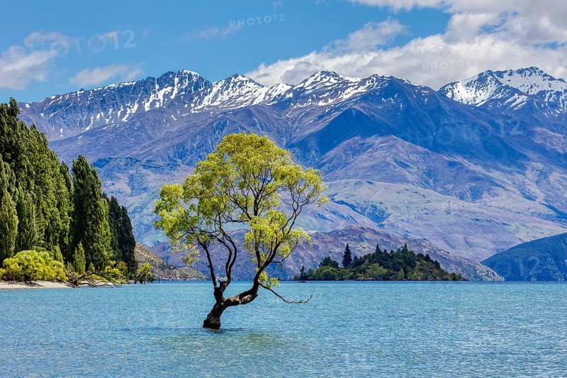 Crack willow (Salix fragilis), Wanaka tree, Lake Wanaka, Otago, New Zealand, Oceania