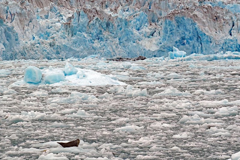 Single seal on ice floe in front of huge ice front, Prince William Sound, autumn, Valdez, Alaska, USA, North America