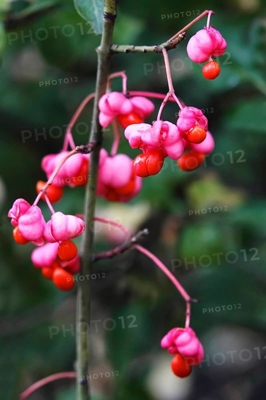 European spindle (Euonymus europaeus), October, Germany, Europe