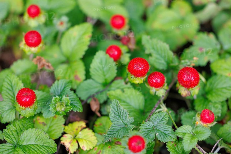Woodland strawberry (Fragaria vesca), Germany, Europe