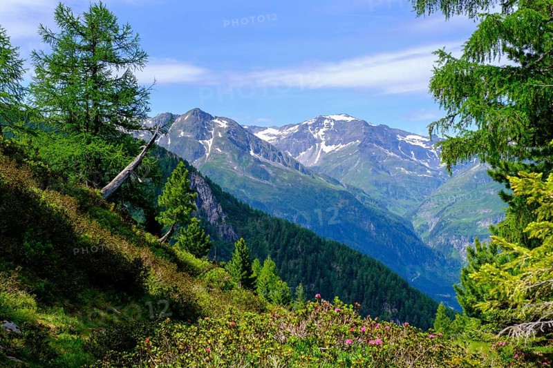 On the Zirbenweg, on the Graukogel, Hohe Tauern at the back, Bad Gastein, Gastein Valley, Salzburger Land, Austria, Europe