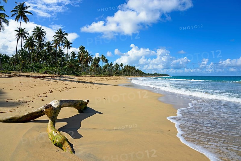 A sunny tropical beach with palm trees, blue sky and a tree trunk in the sand, Limon beach, El Limón, El Seibo, Dominican Republic, Hispaniola, Caribbean, America, Central America