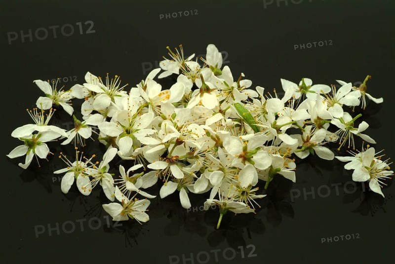 Flower of blackthorn (Prunus spinosa), blackthorn, medicinal plant, fruits, flowers and bark of blackthorn contain vitamins, minerals, tannins and fruit acids, which make it an important medicinal plant. These ingredients have expectorant, antispasmodic, laxative, diuretic, purifying, astringent, anti-inflammatory and stimulating effects