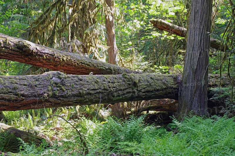 Huge old Douglas firs, overgrown with mosses and lichens, Cathedral Grove, MacMillan Park, Vancouver Island, Canada, North America