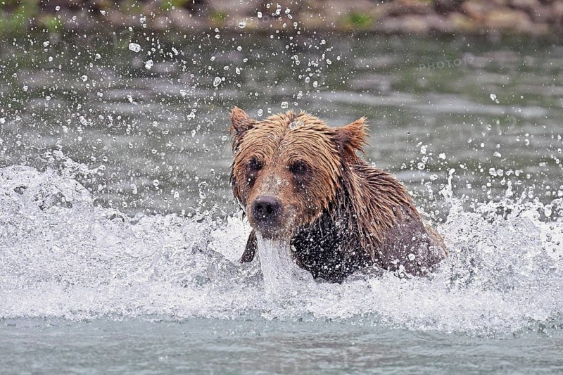 Brown bear (Ursus arctos) hunting for salmon in the water, Lake Clark National Park, Alaska