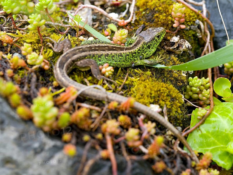 Sand lizard (Lacerta agilis), male on stones with stonecrop (Sedum album), or stonecrop, Wetzlar, Hesse, Germany, Europe