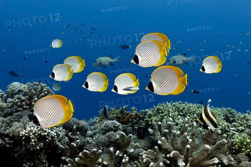 Shoal of philippine butterflyfish (Chaetodon adiergastos) swimming over coral reef, Great Barrier Reef, UNESCO World Heritage Site, Coral Sea, Pacific Ocean, Cairns, Queensland, Australia, Oceania
