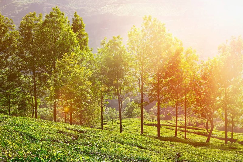 Tea plantations in morning fog. Munnar, Kerala, India. With lens flare and light leak