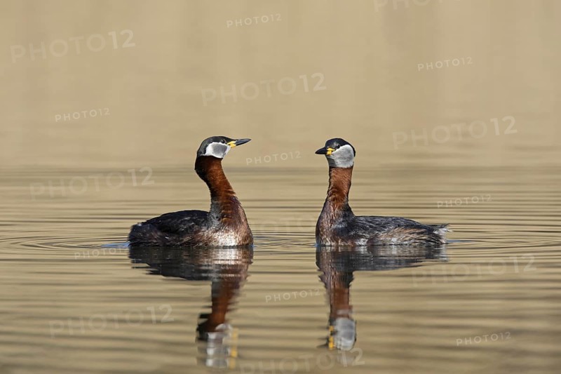 Red-necked grebe (Podiceps grisegena) (Podiceps griseigena) couple displaying during mating ritual in lake during the breeding season in spring