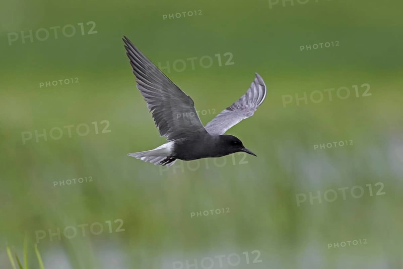Black tern (Chlidonias niger) flying in breeding plumage over wetland in spring