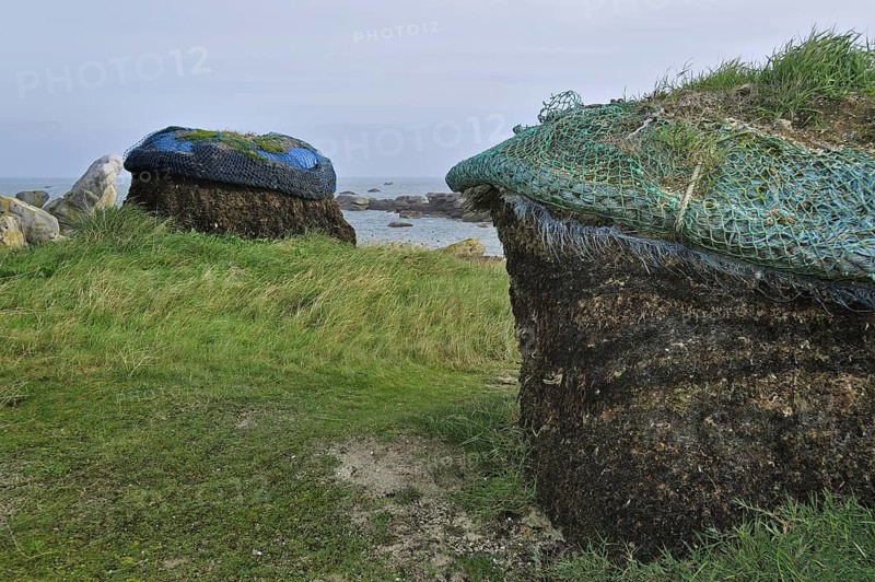 Pile of harvested seaweed, drying to gain soda for the production of iodine, Menez Ham, Brittany, France, Europe