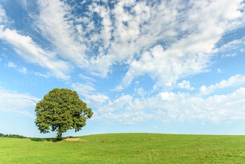 Lone tree on a hill in the French countryside. Jura, Lons-le-Saunier, Burgundy-Franche-Comte, France, Europe