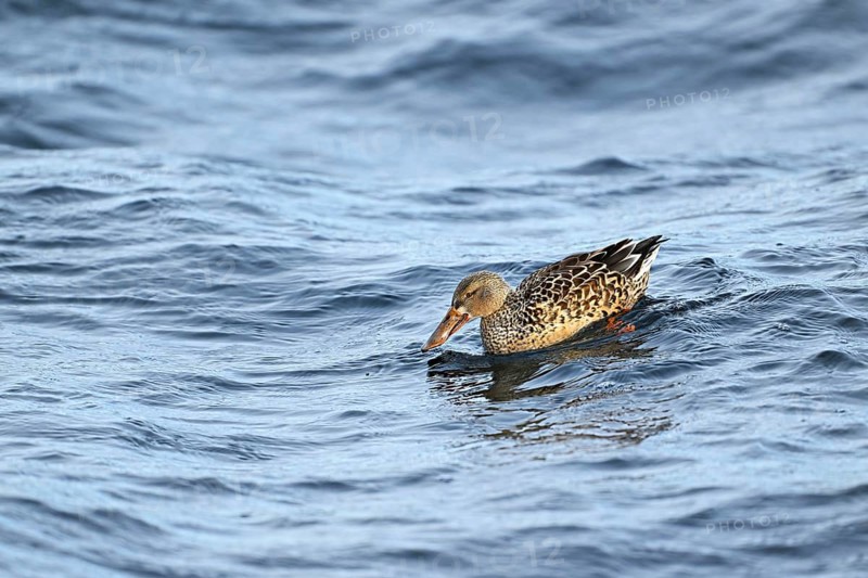 Northern shoveler (Spatula clypeata) (Syn.: Anas clypeata), female swimming on Lake Zug, Switzerland, Europe