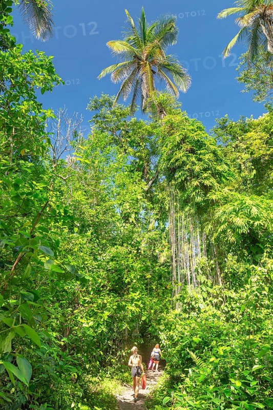 Parque Nacional Cahuita, Limon, Caribbean, Costa Rica, Central America