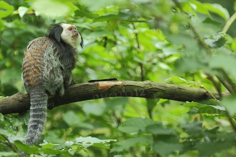White-faced (Callitrichidae) marmoset (Callithrix geoffroy), white-faced marmoset, Geoffroy's brush monkey, Geoffroy's brush monkey, marmoset, tufted monkey, marmoset, Callithrix, marmoset, marmoset, marmoset, Anthropoidae, New World Monkeys (Platyrrhini), monkeys, dry-nosed monkeys, ape, primates, primate, gentleman animals, dry-nosed monkey, primates, Haplorhini, mammal, animal, vertebrate, captive