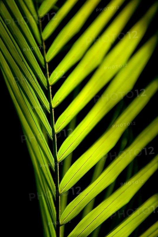 Palm leaf in sunlight, plant, palm, detail, structure, texture, flora, light, play of light, backlight, luminous