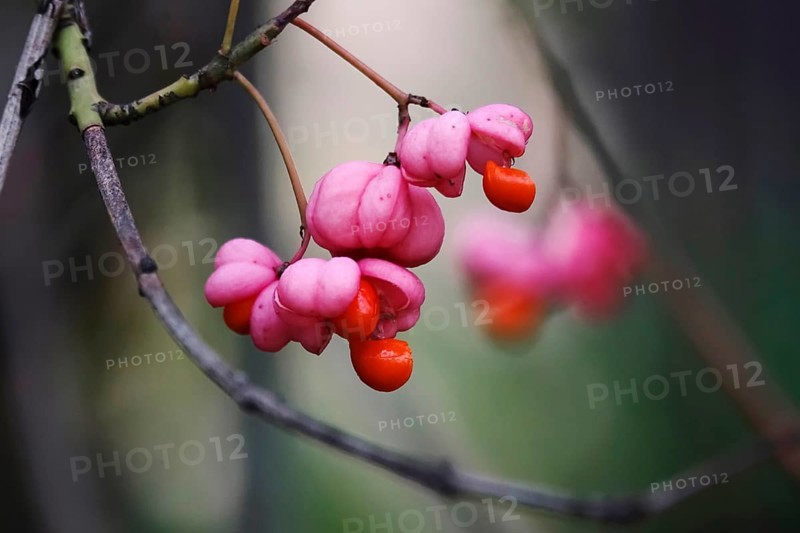 European spindle (Euonymus europaeus), October, Germany, Europe