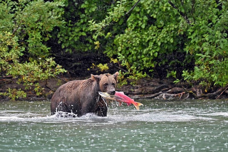 Brown bear (Ursus arctos) standing in the water with a freshly caught salmon in its mouth, Lake Clark National Park, Alaska