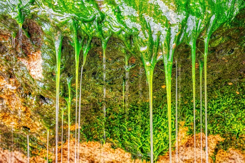 Vegetation, Hahei Beach, Neuseeland
