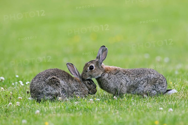 European rabbits (Oryctolagus cuniculus), common rabbit greeting and sniffing each other in field