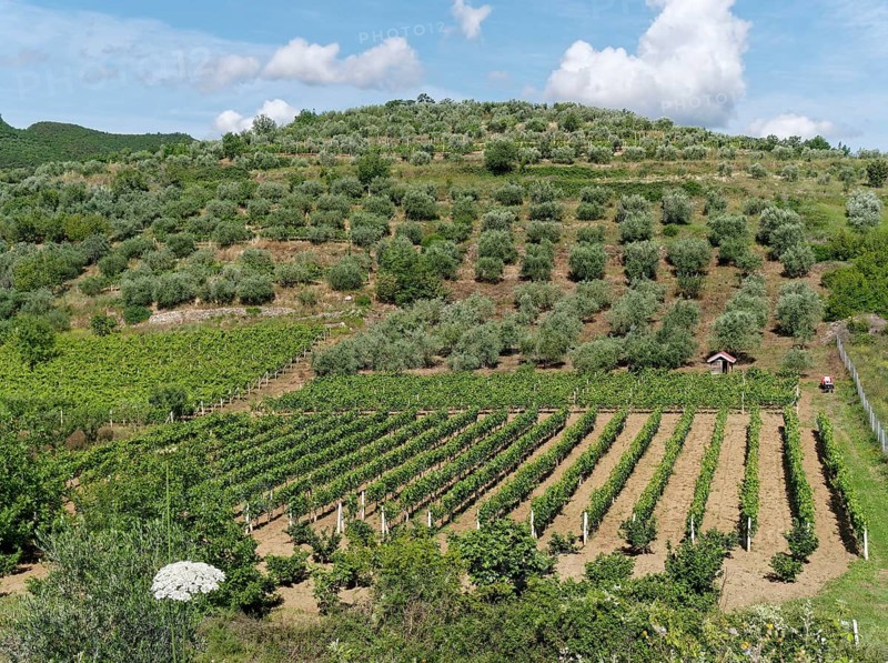 Mediterranean agriculture in the mountainous landscape on the western foothills of the Tomorr massif in Tomorr National Park, also Tomorri National Park. Berat, Albania, Southeast Europe, Europe