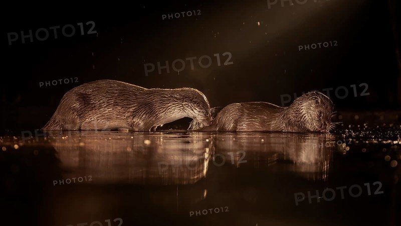 European otter (Lutra lutra) hunting at night in the water, pair, mating, rutting, foraging, haze, fog, winter morning, blue hour, dawn, grazing light, cold, Kiskunság National Park, Hungary, Europe