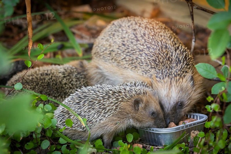 Hedgehog mother with young in the living environment of humans. A near-natural garden is a good habitat for hedgehogs, young hedgehogs can also be fed to give them a better chance of survival for hibernation, Bannewitz, Saxony, Germany, Europe
