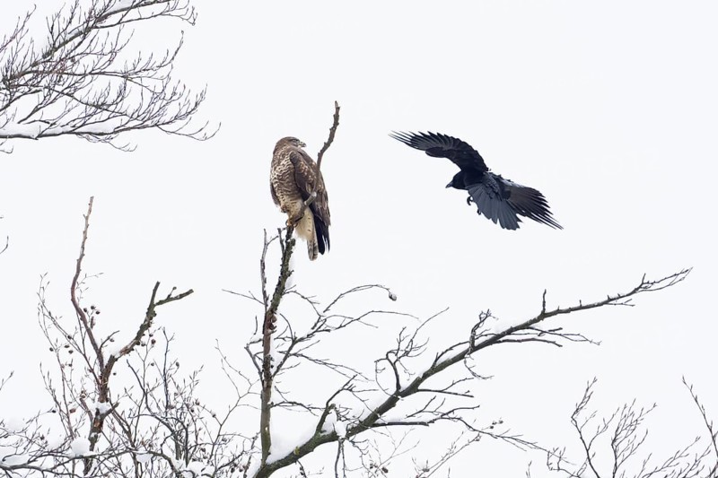 Carrion crow (Corvus corone corone) attacking steppe buzzard (Buteo buteo), Hesse, Germany, Europe