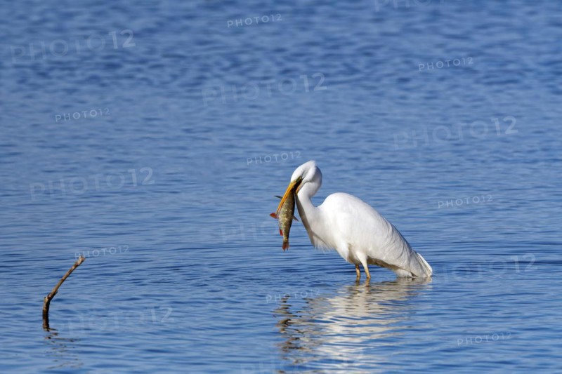 Great egret (Ardea alba) standing in the water, devouring a pike, Chiemsee, Upper Bavaria, Bavaria, Germany, Europe