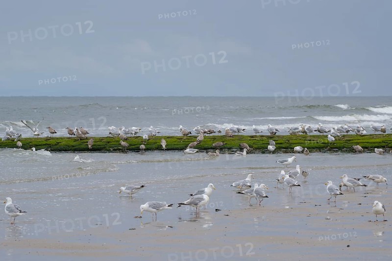 Herring Gulls (Larus michaellis) on the coast, Norderney, North Sea, East Frisia, Lower Saxony, Germany, Europe
