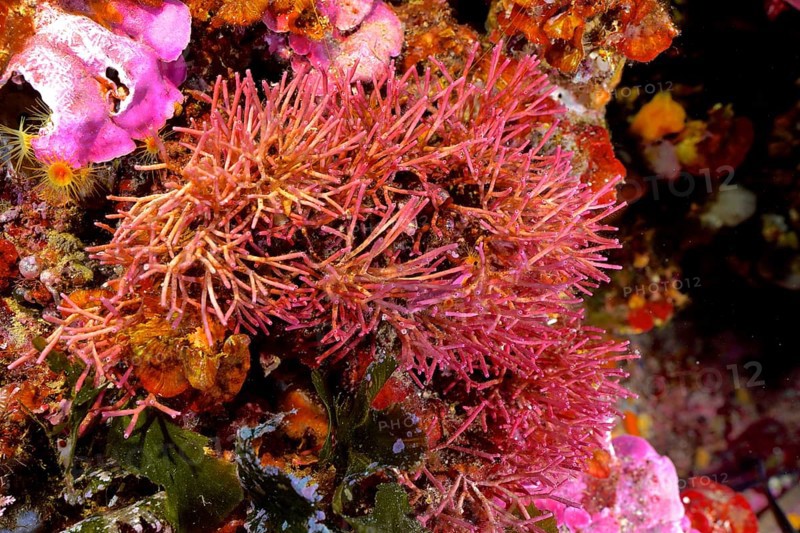 Fine coral moss (Jania rubens), red algae, algae, in the Mediterranean near Hyères. Dive site Giens Peninsula, Côte dAzur, France, Europe