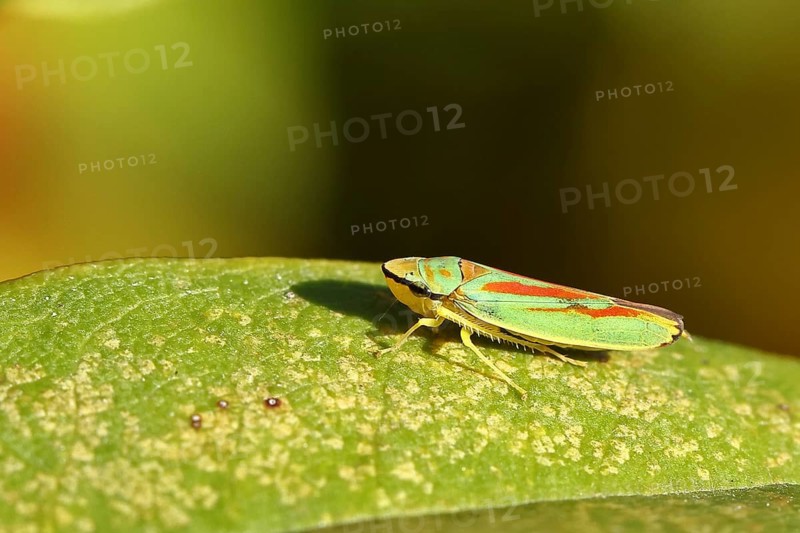 Rhododendron (Rhododendron) leafhopper (Graphocephala fennahi) sitting on leaf of a rhododendron, Wilden, North Rhine-Westphalia, Germany, Europe