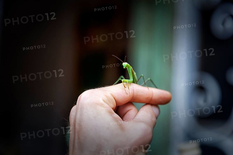 Praying mantis (Mantis religiosa) sits on finger, hand, trusting, Spain, Europe