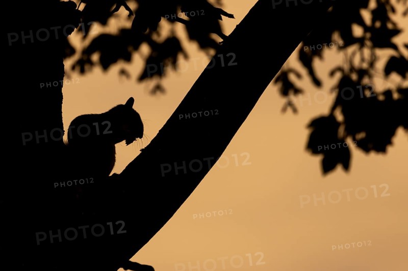 Grey squirrel (Sciurus carolinensis) adult animal feeding in a tree at sunset, Suffolk, England, United Kingdom, Europe
