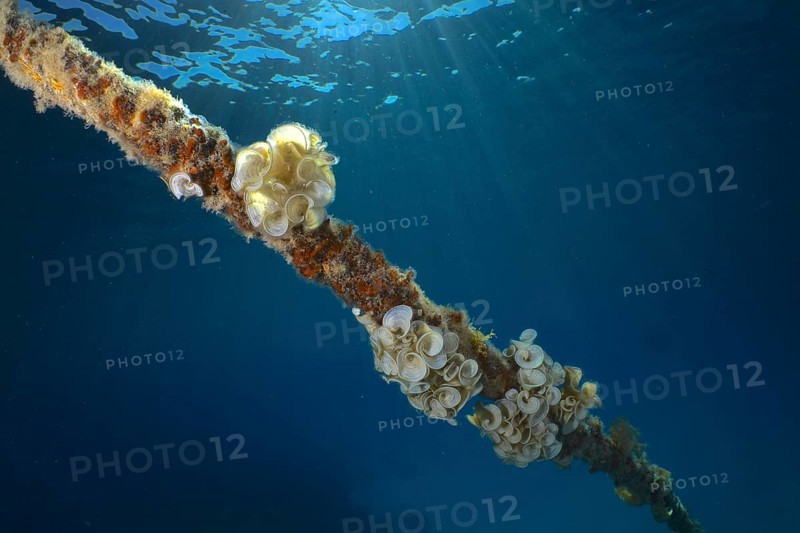 Ear funnel alga (Padina Gymnospora), alga, on a ship's rope, backlit, sun rays, dive site House Reef, Mangrove Bay, El Quesir, Red Sea, Egypt, Africa