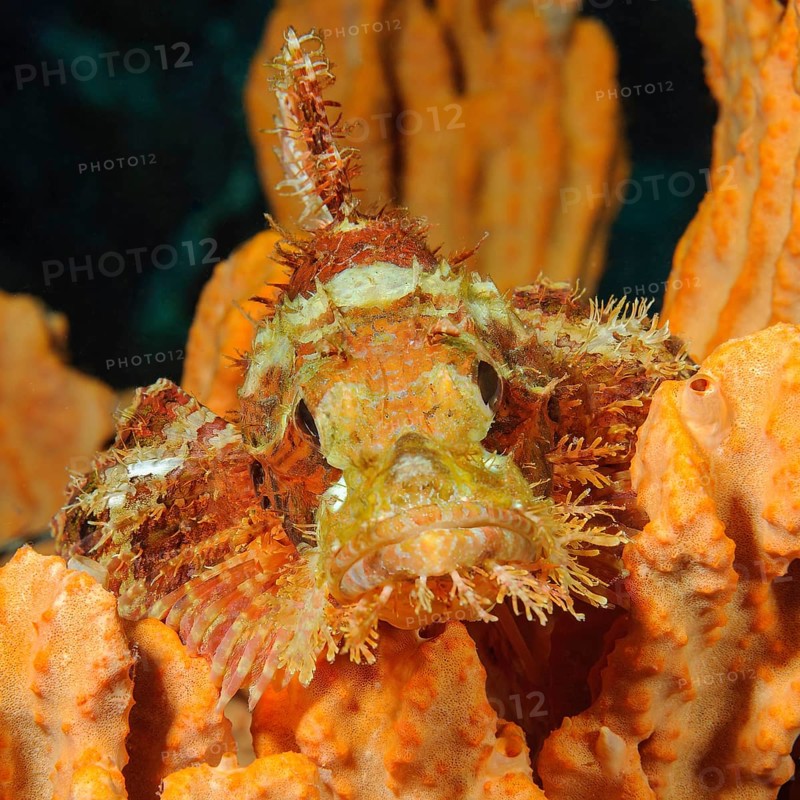 Tropical fringed dragonhead (Scorpaenopsis oxycephalus) lies camouflaged on coral in coral reef lurking for prey looks at viewer head-on, Philippine Sea, Pacific Ocean, Moalboal, Cebu Island, Visayas, Philippines, Asia