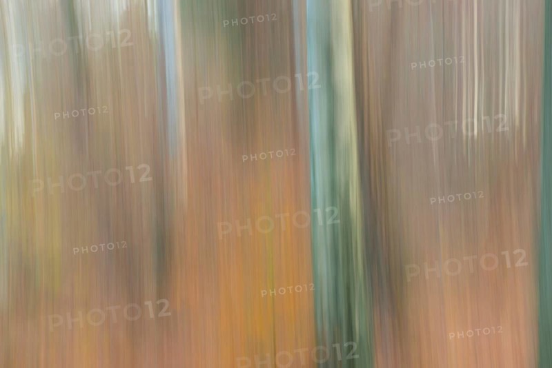 Mixed deciduous forest with silver birch (Betula pendula) or silver birch, silver birch or silver birch (Betula alba) (Betula verrucosa) in autumn with autumn leaves of copper beech (Fagus sylvatica) on the ground, abstract, wipe effect, Lüneburg Heath, Lower Saxony, Germany, Europe
