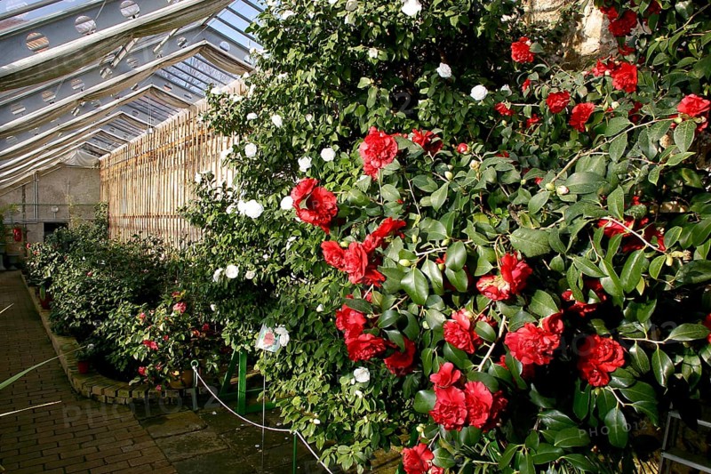 Camellia Castle Königsbrück