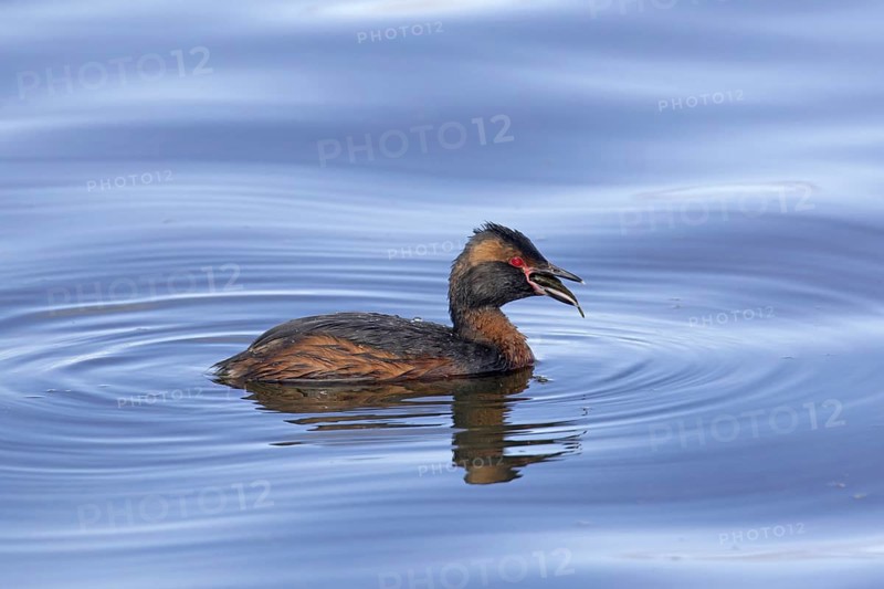 Horned grebe, Slavonian grebe (Podiceps auritus) in breeding plumage swimming swallowing caught fish prey in summer