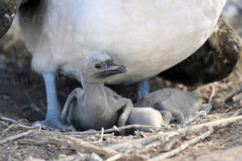 Blue-footed booby (Sula nebouxii excisa) sitting on two chicks, Espanola island, Galápagos Islands, Ecuador, Latin America, South America