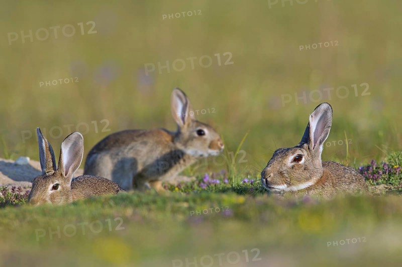 European rabbits (Oryctolagus cuniculus), common rabbit adult with juveniles sitting in burrow, warren entrance in meadow