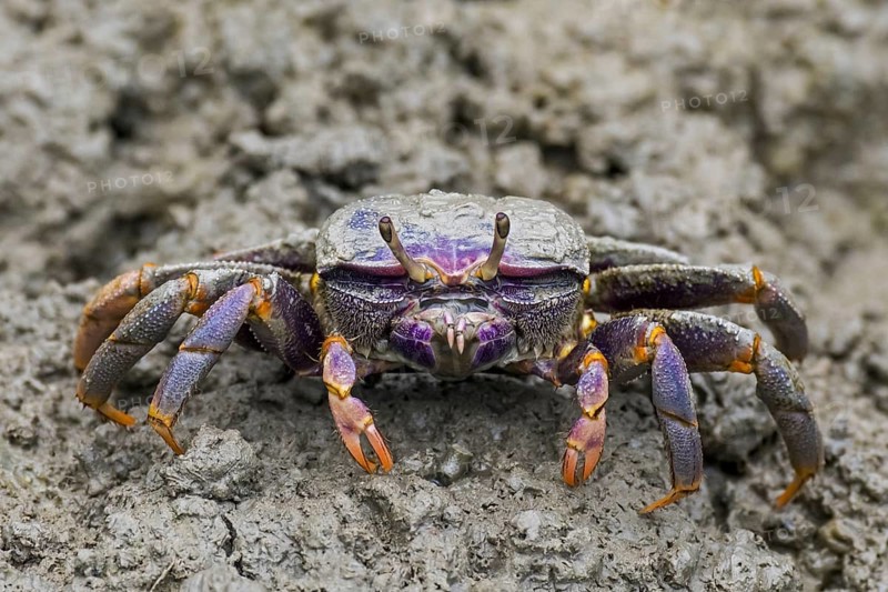 West African fiddler crab (Uca tangeri) (Gelasimus cimatodus) (Gelasimus tangeri) female on muddy beach at low tide, native to coast of West Africa