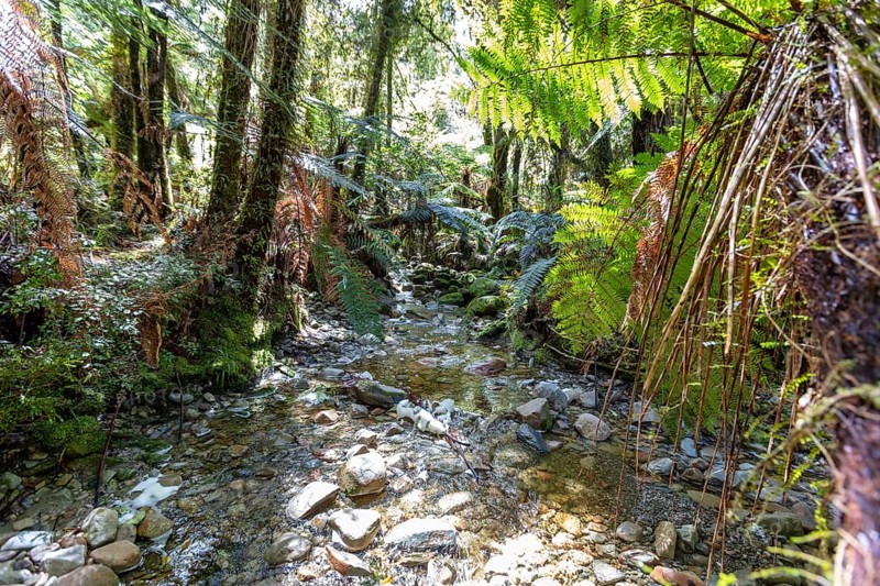 Lake Matheson Trail, New Zealand, Oceania