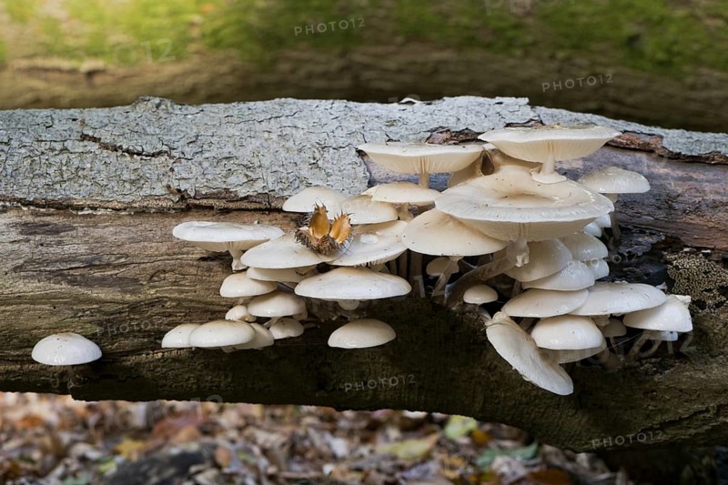 Porcelain fungi (Oudemansiella mucida), Emsland, Lower Saxony, Germany, Europe