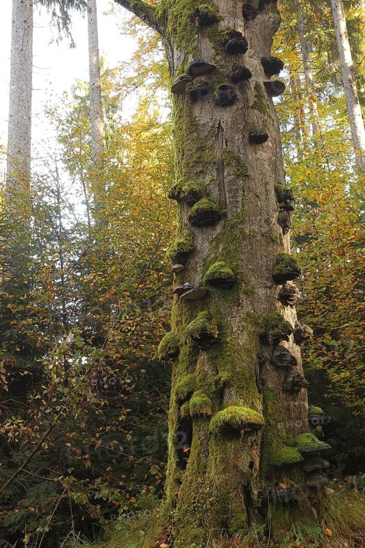 Common beech (Fagus sylvatica) deadwood overgrown with mossy tinder funguses (Fomes fomentarius), Allgäu, Bavaria, Germany, Europe